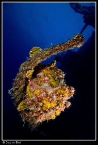 Frogfish on the Salem Express at sunset. by Dray Van Beeck 